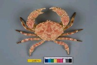 藏品(雷氏鱗斑蟹)的圖片